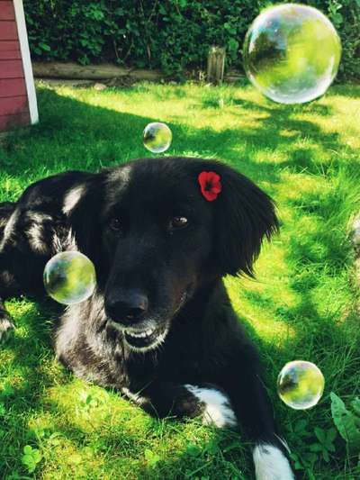 Dein Hund im Dogorama-Kalender 2021-Beitrag-Bild