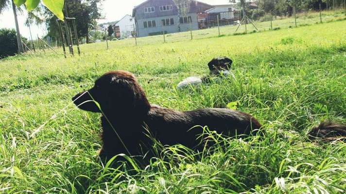 Dein Hund im Dogorama-Kalender 2021-Beitrag-Bild