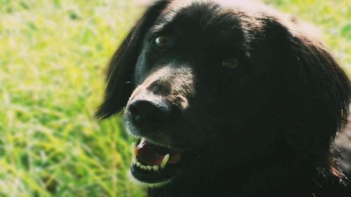 Dein Hund im Dogorama-Kalender 2021-Beitrag-Bild