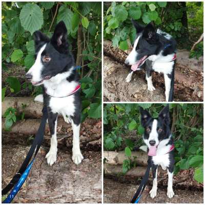 Handy Foto Challenge Nr. 49: Mein Freund der Baum-Beitrag-Bild