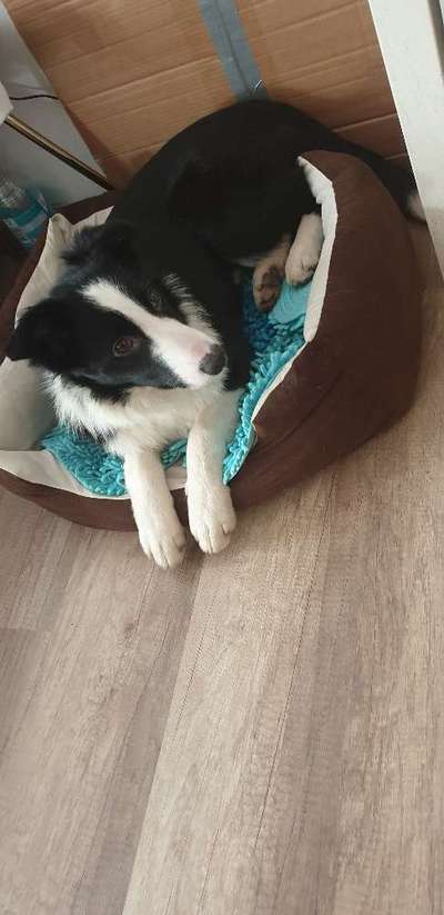 Welpen Bilder !-Beitrag-Bild