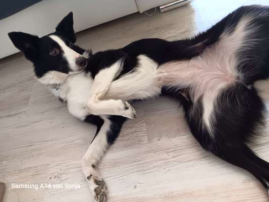 Dogorama Photo Challenge - Zeigt her eure Bäuche-Beitrag-Bild