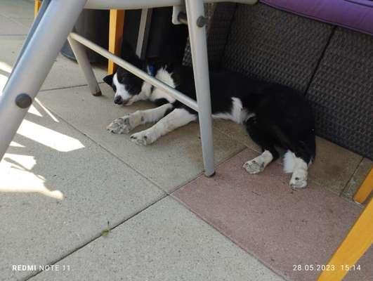 Gibt's hier noch mehr Border Collies???-Beitrag-Bild