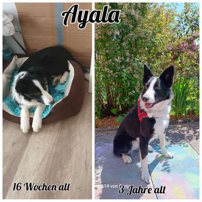 Vom Welpen zum Hund-Beitrag-Bild