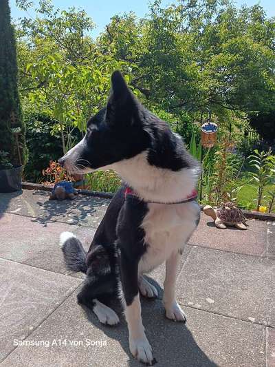 Gibt's hier noch mehr Border Collies???-Beitrag-Bild