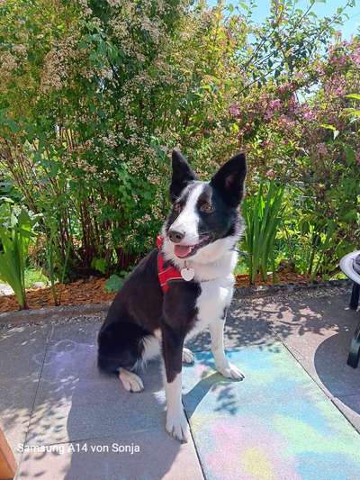 Reinrassige Hunde?-Beitrag-Bild