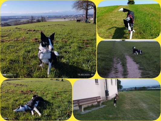 39. Collagen Challenge - Dein Hund auf einer Wiese-Beitrag-Bild