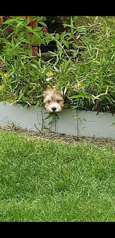 Dogorama Photo Challenge - Tarnung ist alles-Beitrag-Bild