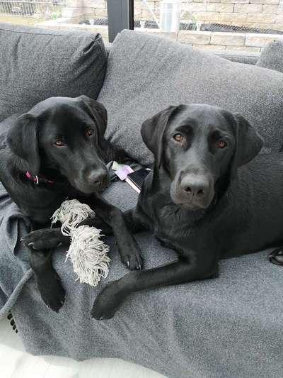 Dogorama Photo Challenge - Die besten Hundebuddys-Beitrag-Bild