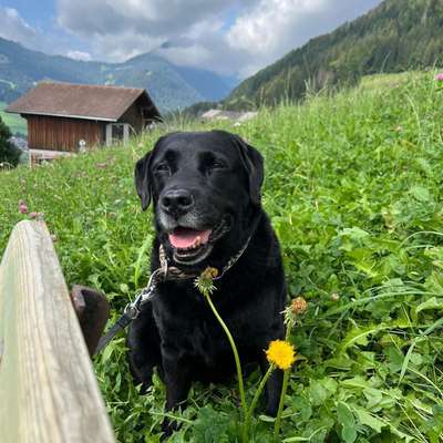 Hundetreffen-Unkomplizierte Gassirunde für unsere Hunde-Bild