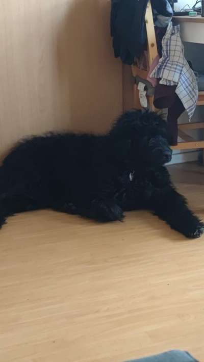 Hundetreffen-Hunde treffen Neustädterfeld-Bild