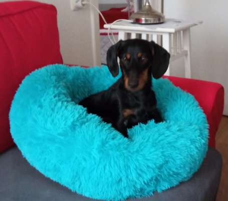 Welche Hunderasse-Beitrag-Bild