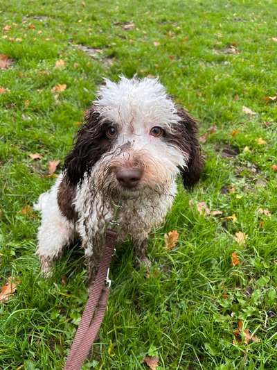 Hundetreffen-Spaziergänge oder Spielrunden-Bild