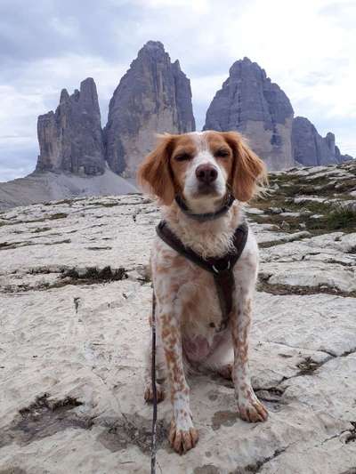 Dein Hund im Dogorama-Kalender 2021-Beitrag-Bild