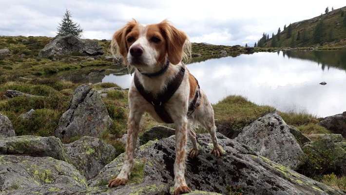 Dein Hund im Dogorama-Kalender 2021-Beitrag-Bild