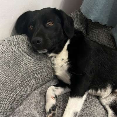 Hundetreffen-Hundespaziergang-Bild