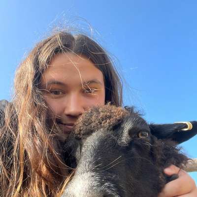 Hundetreffen-Hundespielen