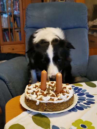 Hundetorte-Beitrag-Bild