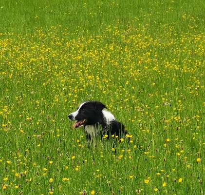 Die Dogorama Monats Challenge "Es grünt und blüht"-Beitrag-Bild