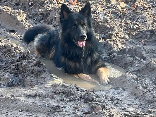 Schäferhund-Beitrag-Bild