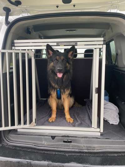 FOTOCHALLENGE 70 - Dein Hund im Auto-Beitrag-Bild