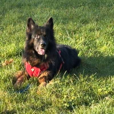 Schäferhund-Beitrag-Bild