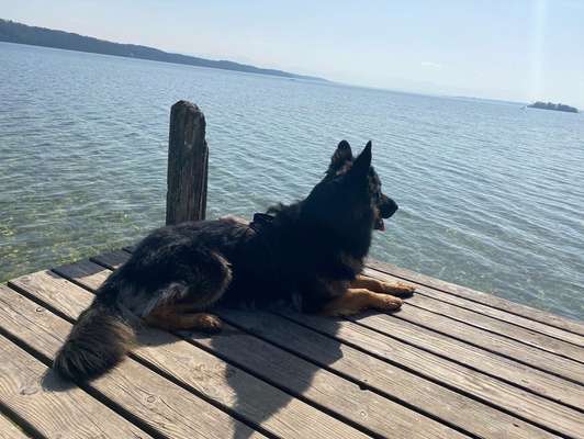 Dogorama Photo Challenge - Tierischer Urlaub-Beitrag-Bild