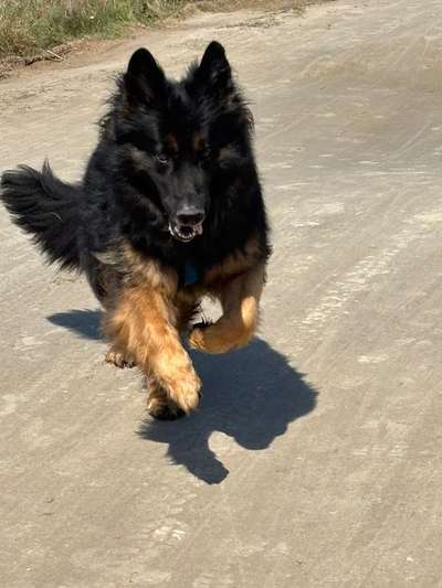 Schäferhund-Beitrag-Bild