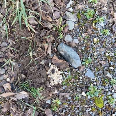 Giftköder-Vorsicht - Giftköder Efferenweg-Bild