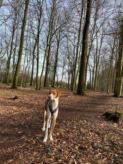 Hundetreffen-Hundetreffen zum Spielen-Bild