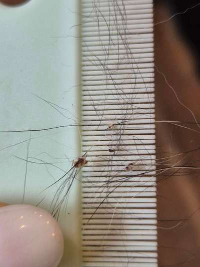 Sind das Schuppen oder Parasiten?-Beitrag-Bild