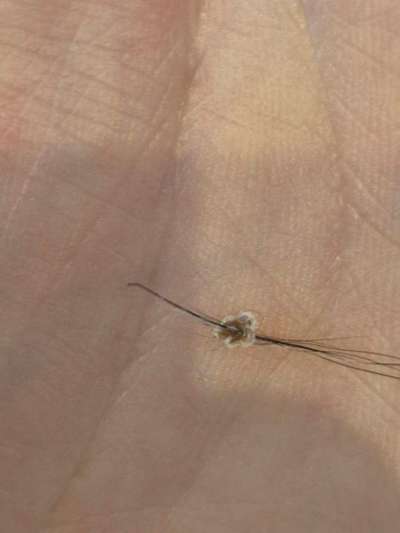 Sind das Schuppen oder Parasiten?-Beitrag-Bild