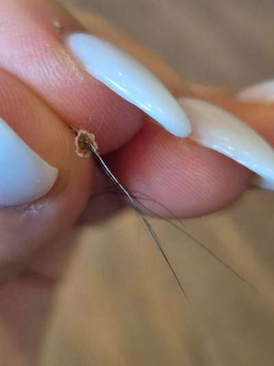 Sind das Schuppen oder Parasiten?-Beitrag-Bild