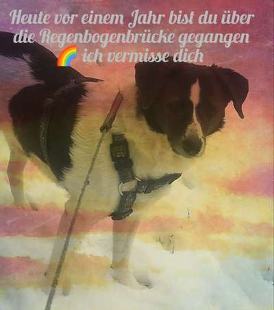 Unsere Fellnasen im Regenbogenland-Beitrag-Bild