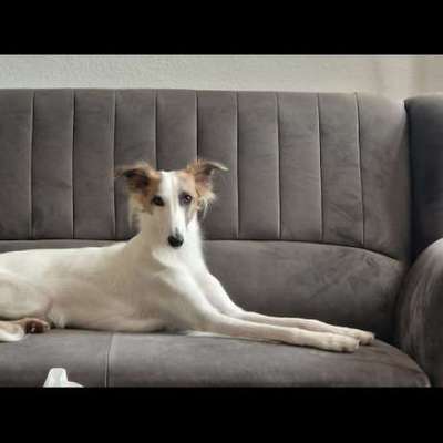 Hundetreffen-Rennfreunde in LINDEN gesucht-Bild