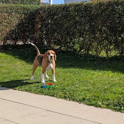 Hundetreffen-Gassirunde | Spielgspänli-Bild