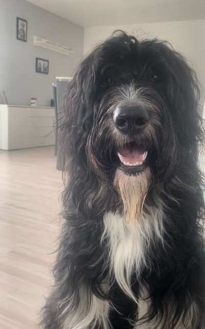 Bernedoodle aus Ochtrup-Beitrag-Bild