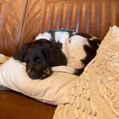 Hundetreffen-Suche Welpentreff Geldern-Walbeck