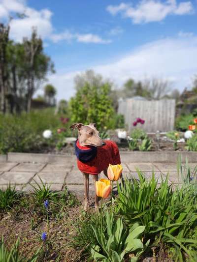 Die Dogorama Kalender Challenge Teil 3/4-Beitrag-Bild