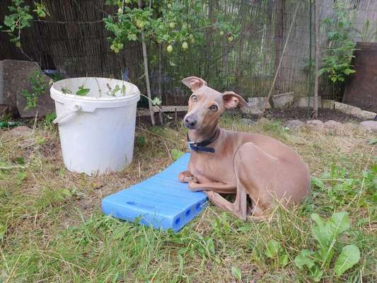 Die Dogorama Monats Challenge "Es grünt und blüht"-Beitrag-Bild