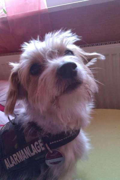 Dein Hund im Dogorama-Kalender 2021-Beitrag-Bild