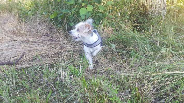 Dein Hund im Dogorama-Kalender 2021-Beitrag-Bild