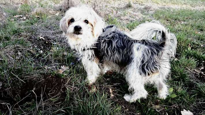 Der Hund als Cartoon-Beitrag-Bild