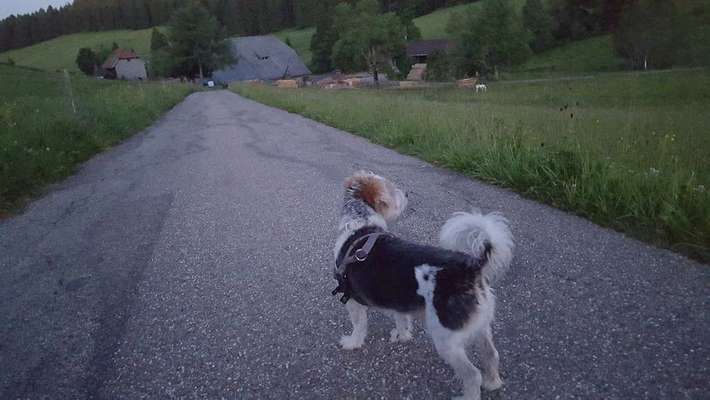 Dein Hund im Dogorama-Kalender 2021-Beitrag-Bild