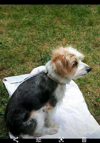 Dein Hund im Dogorama-Kalender 2021-Beitrag-Bild