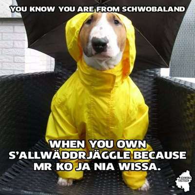 Hunde Memes-Beitrag-Bild