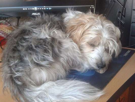 Dein Hund im Dogorama-Kalender 2021-Beitrag-Bild