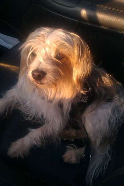 Dein Hund im Dogorama-Kalender 2021-Beitrag-Bild