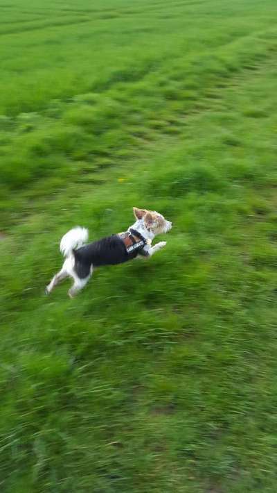 Dein Hund im Dogorama-Kalender 2021-Beitrag-Bild