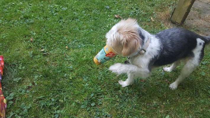 Dein Hund im Dogorama-Kalender 2021-Beitrag-Bild